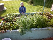 Sklízíme úrodu na školní zahrádce